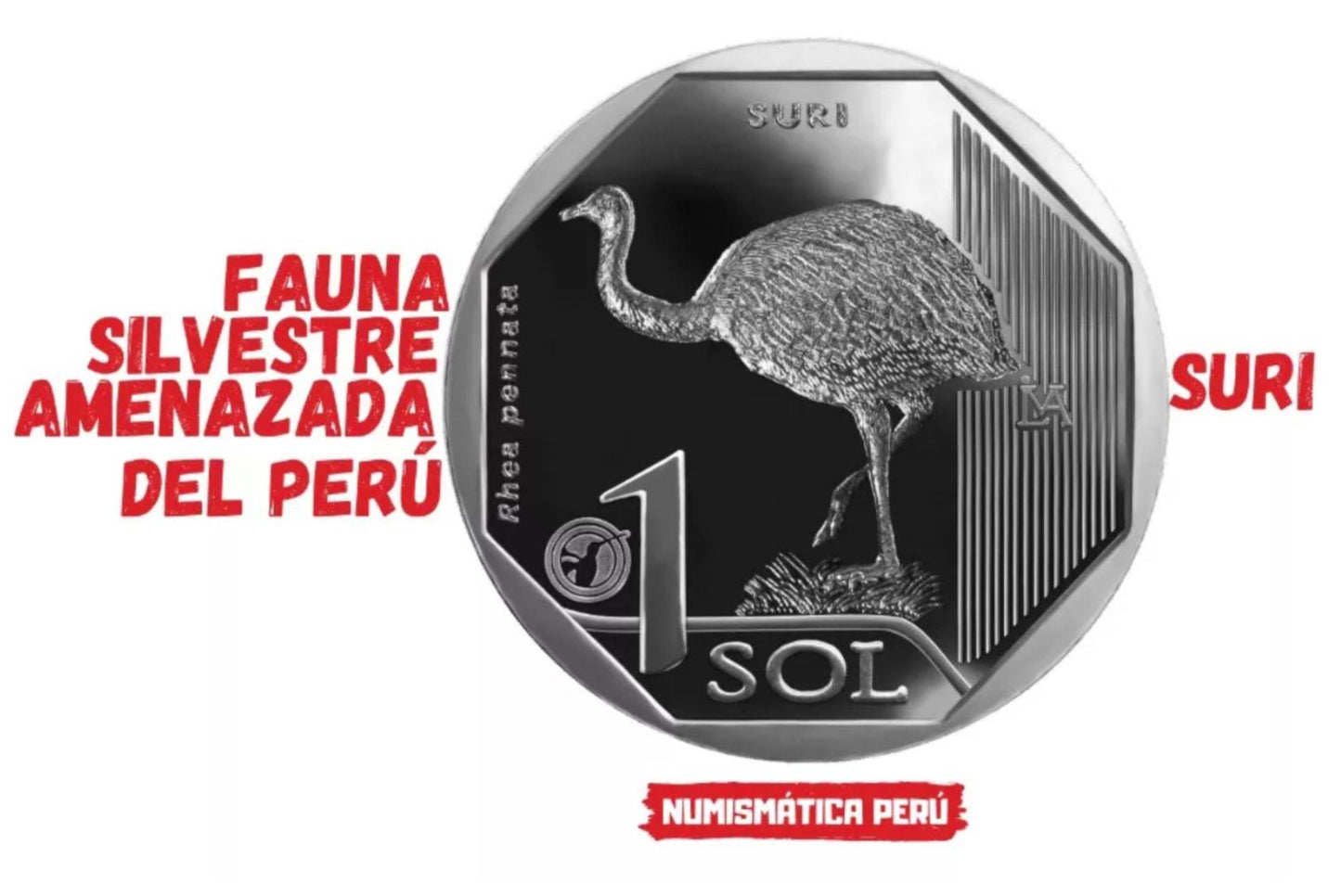 Peru 1 Sol 2019 Blister – “Suri Rhea Pennata” | Fauna Silvestre Perú Collectible Coin
